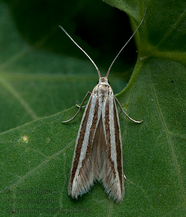 Coleophora eupreta