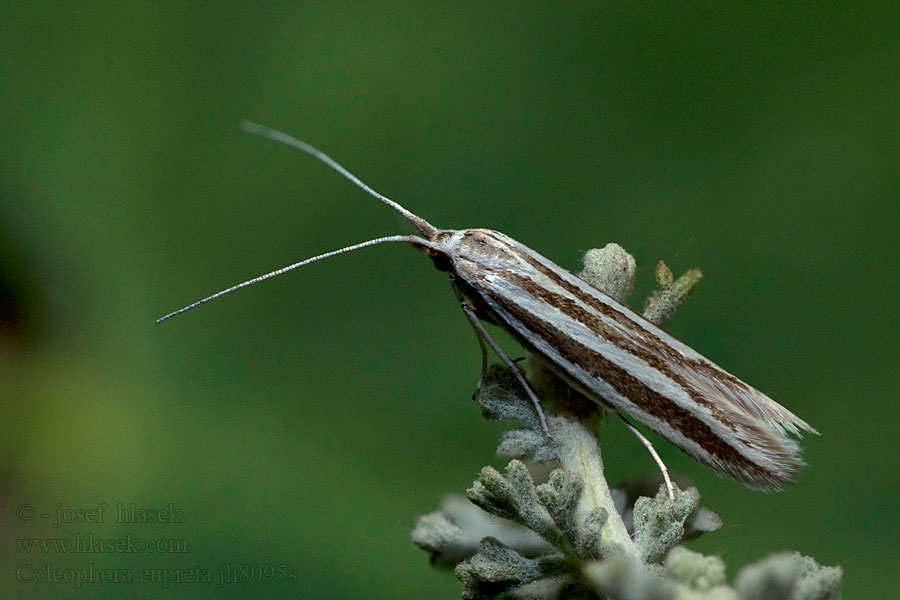 Coleophora eupreta