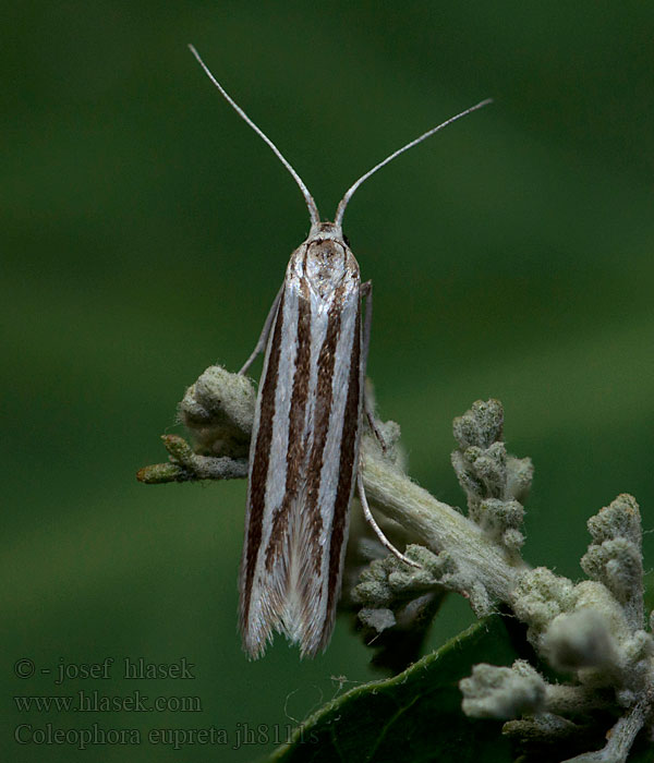 Coleophora eupreta