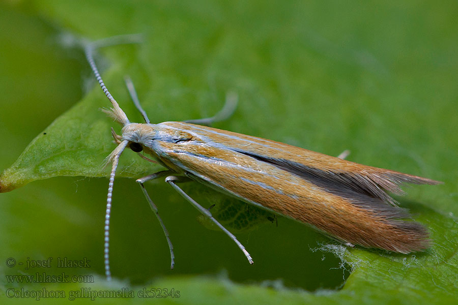 Csüdfűlakó zsákosmoly Coleophora gallipennella