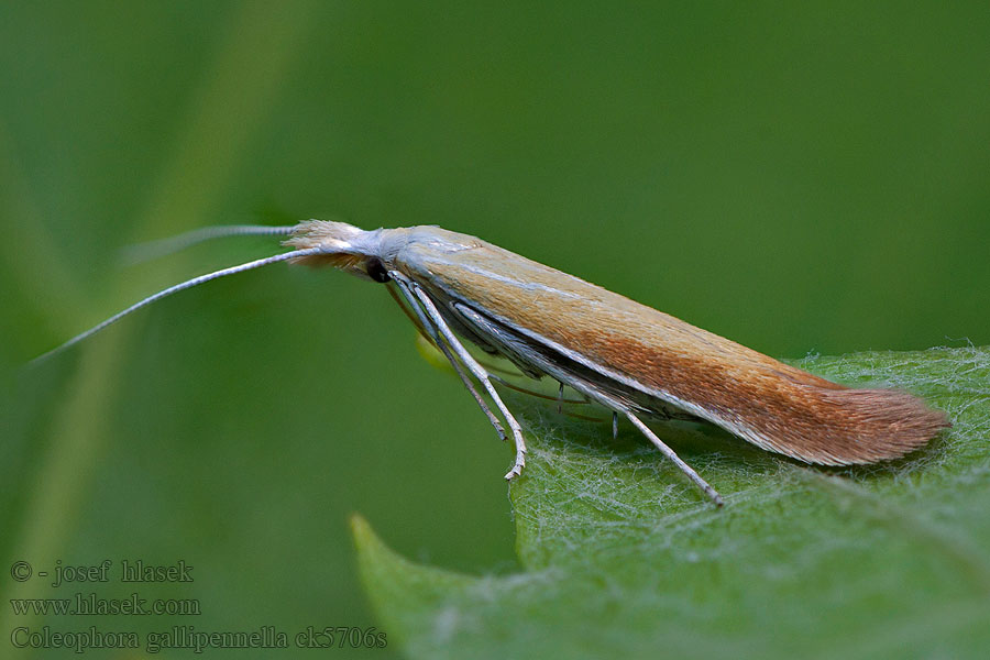 Kukkopussikoi Coleophora gallipennella