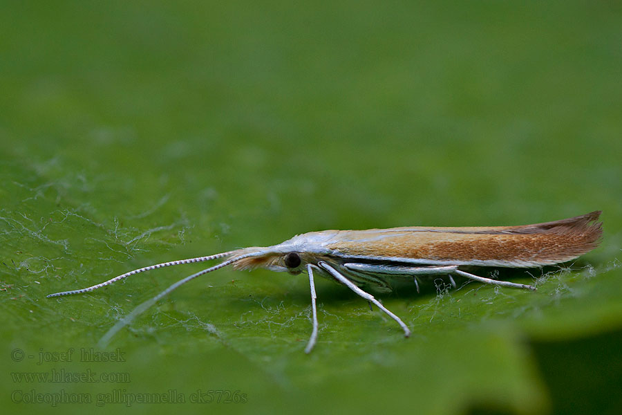 Sötvedelfruktsäckmal Coleophora gallipennella