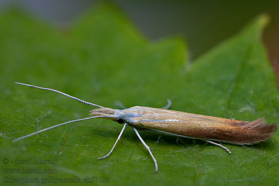 Rúrkovček východný Coleophora gallipennella