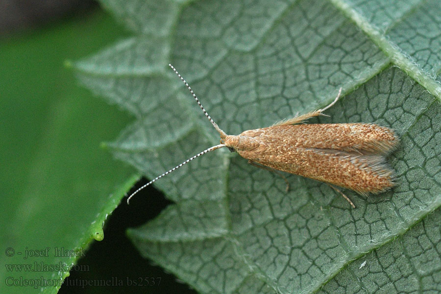 Coleophora lutipennella Common Oak Case-bearer Rúrkovček dubový