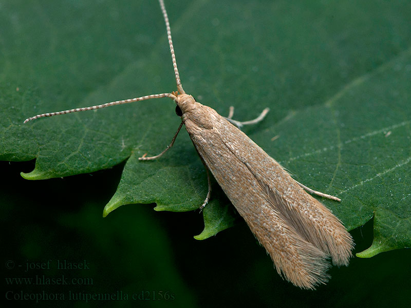 Coleophora lutipennella Gewone eikenkokermot Tölgyrügyrágó zsákosmoly