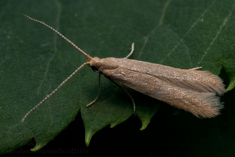 Coleophora lutipennella Rúrkovček dubový Gul eksäckmal