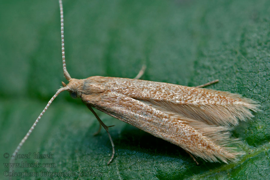 Common Oak Case-bearer Rúrkovček dubový Coleophora lutipennella