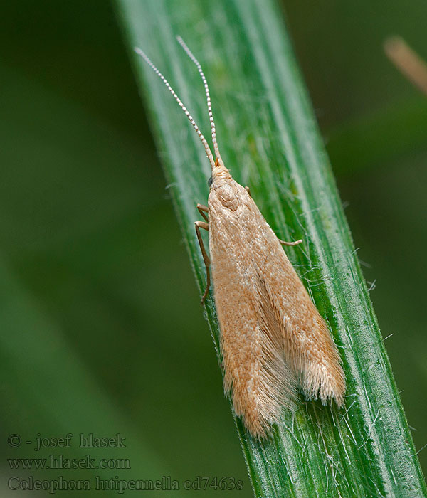 Gewone eikenkokermot Gul eksäckmal Coleophora lutipennella