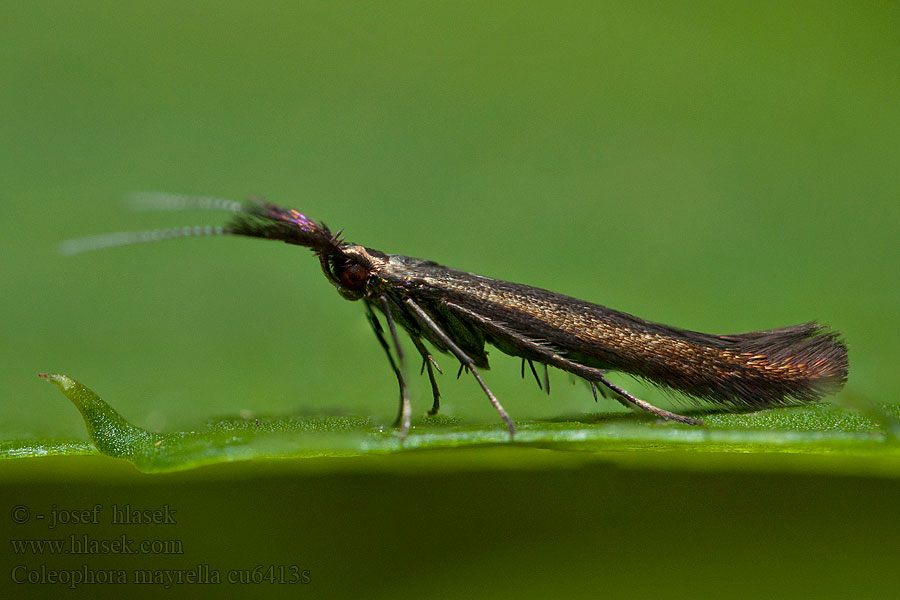 Coleophora mayrella