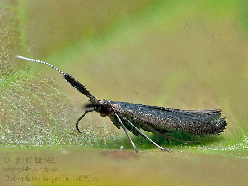 Coleophora mayrella Meadow Case-bearer Rúrkovček ďateliniskový