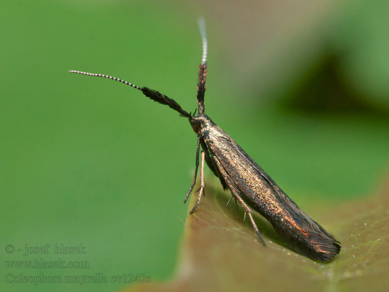 Coleophora mayrella Kamsprietkokermot Tarlóhere-zsákosmoly