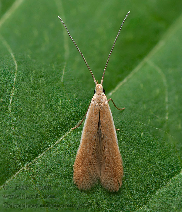 Coleophora milvipennis Spatelvormige berkkokermot Agyagszínű zsákosmoly