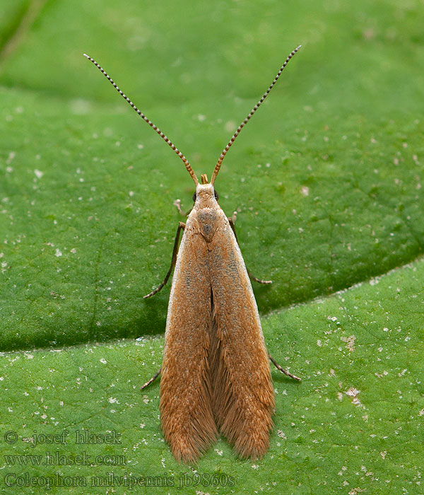 Coleophora milvipennis Buff Birch Case-bearer Rúrkovček hrabový