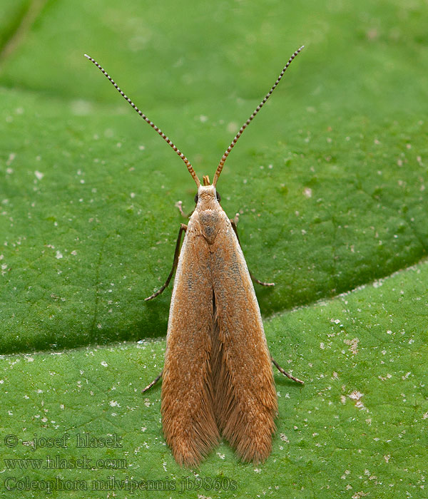 Coleophora milvipennis Buff Birch Case-bearer Rúrkovček hrabový