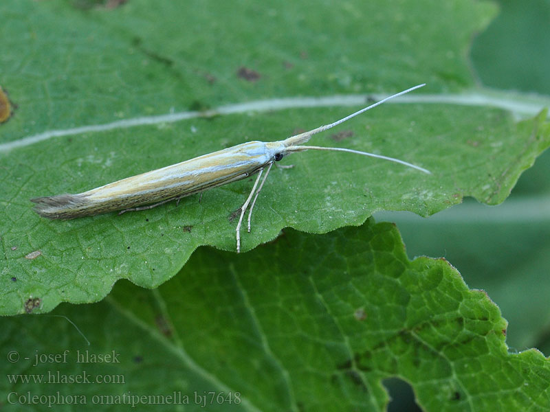 Coleophora ornatipennella Pouzdrovníček šalvějový