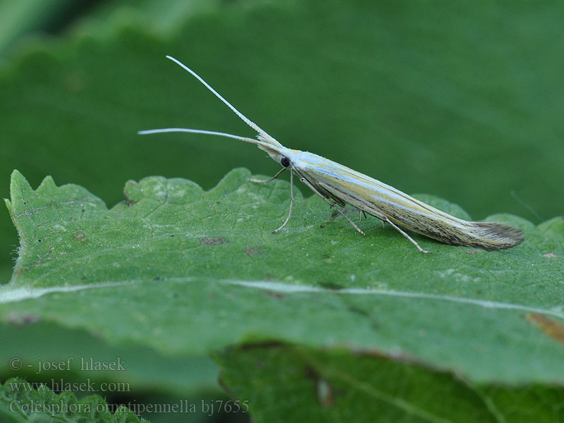 Coleophora ornatipennella Rúrkovček šalviový