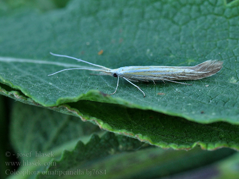 Coleophora ornatipennella Füvönélő zsákosmoly