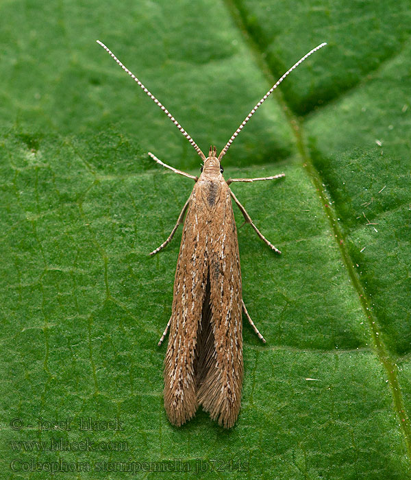 Coleophora sternipennella Speckled Case-bearer Ganzenvoetkokermot