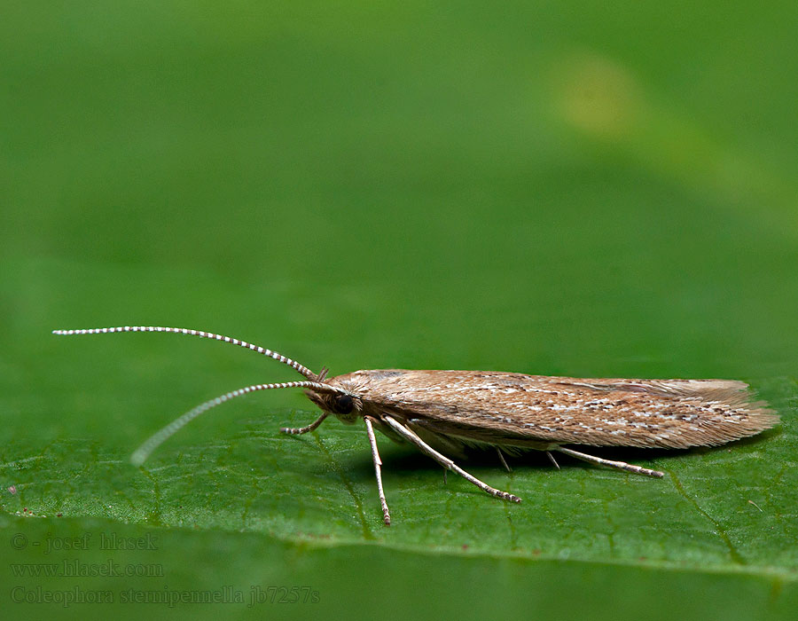 Coleophora sternipennella