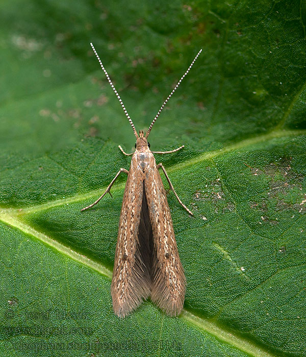 Coleophora sternipennella