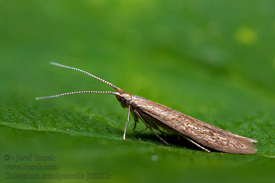 Coleophora sternipennella