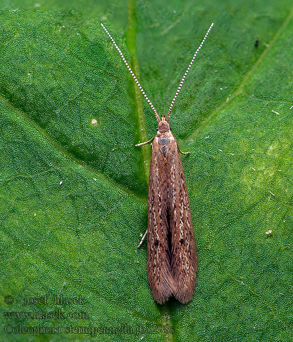 Coleophora sternipennella