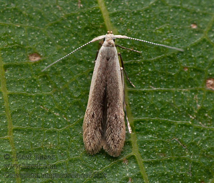 Coleophora unipunctella