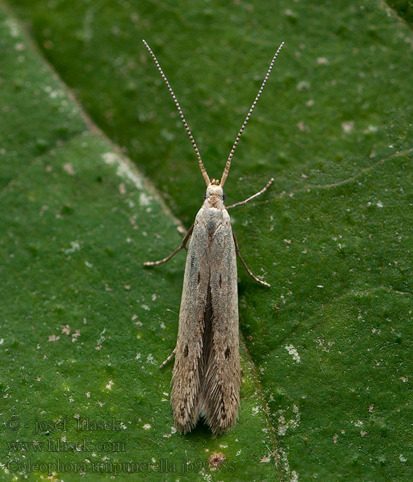 Coleophora unipunctella