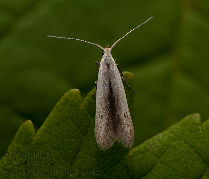 Coleophora unipunctella