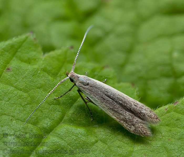 Coleophora unipunctella Feketepettyes zsákosmoly