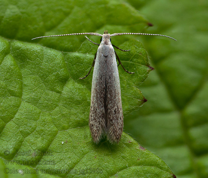 Coleophora unipunctella Rúrkovček jednobodý