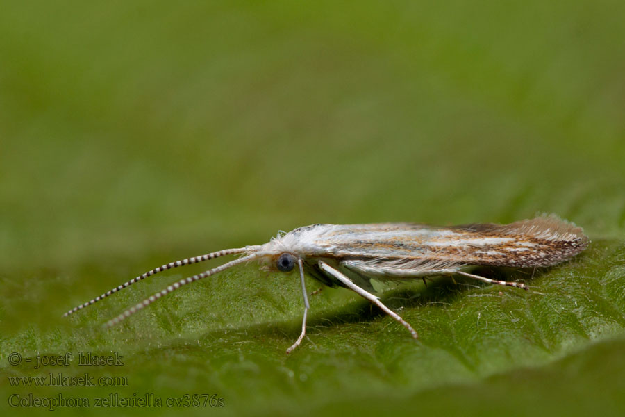 Coleophora zelleriella Rúrkovček Zellerov Goudvlerkwilgenkokermot