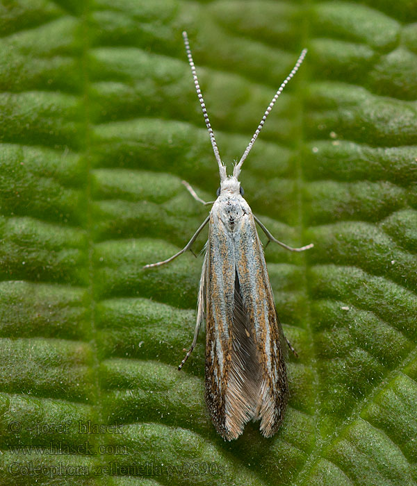 Coleophora zelleriella Fűzfalevél-zsákosmoly Gulspetsad sälgsäckmal