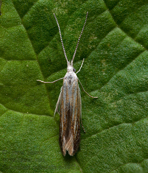 Coleophora zelleriella