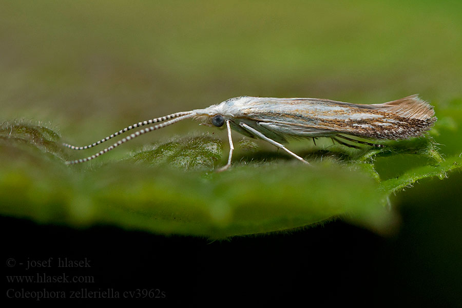 Rúrkovček Zellerov Goudvlerkwilgenkokermot Coleophora zelleriella