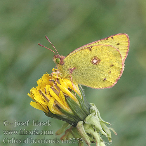 Colias alfacariensis Berger's Clouded Yellow fluoré Déli kéneslepke Hufeisenklee-Gelbling Szlaczkoń południowiec Žltáčik podkovkový Žluťásek jižní Sareptensis australis Sydlig høsommerfugl Zuidelijke luzernevlinder Rumeni senožetnik