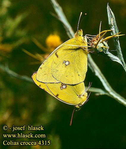 Colias crocea Clouded Yellow Souci Safránylepke