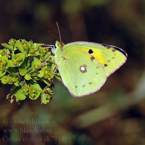 Clouded Yellow Souci Safránylepke Wandergelbling