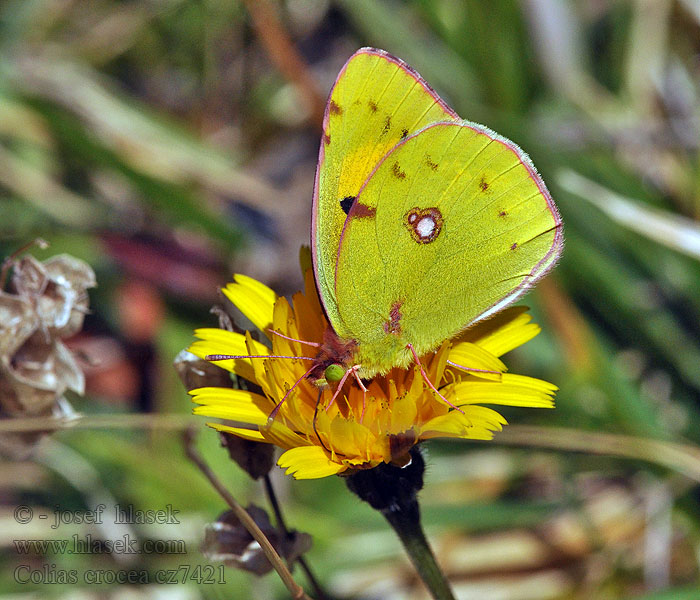 Colias crocea