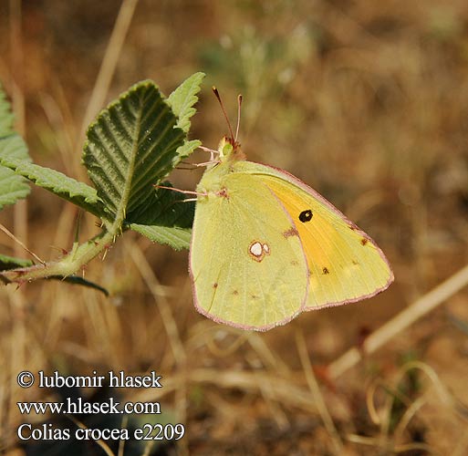 Colias crocea Žluťásek čilimníkový Желтушка шафрановая шафранная