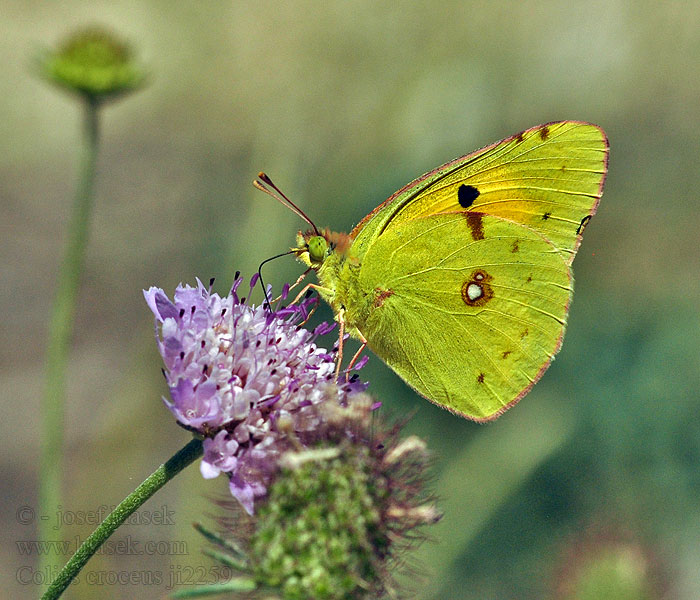 Žluťásek čilimníkový Colias crocea