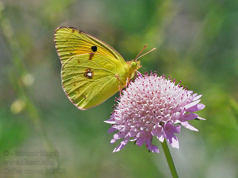 Colias crocea