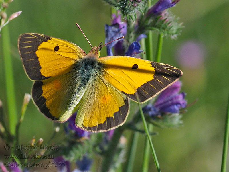 Souci Желтушка шафрановая шафранная Colias crocea