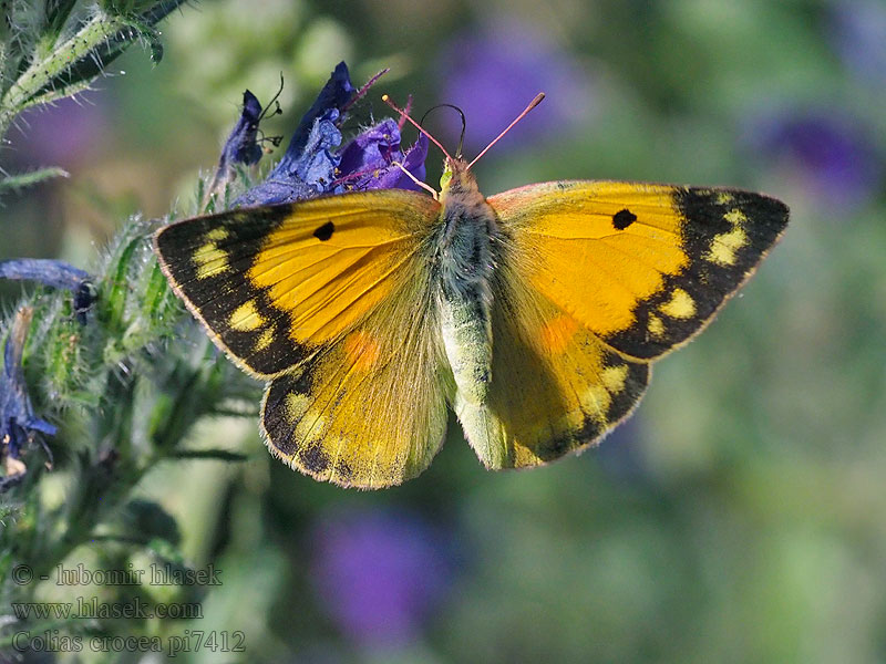 Wandergelbling Clouded Yellow Žltáčik vičencový Colias crocea