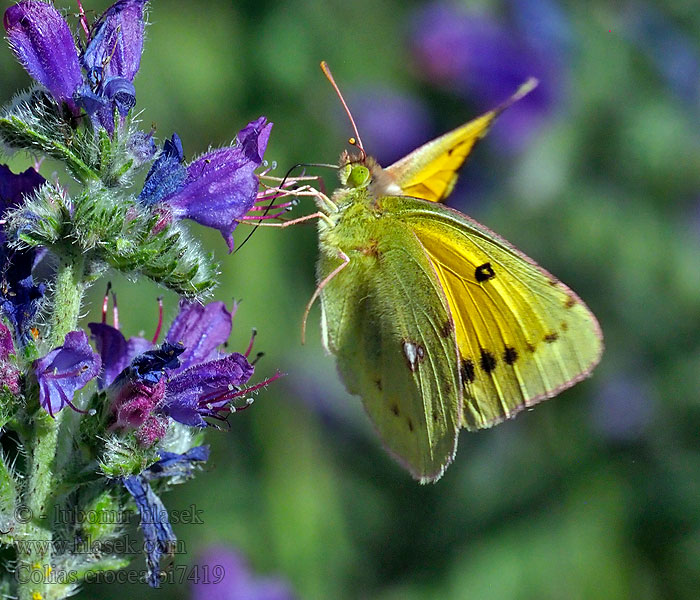 Žluťásek čilimníkový Colias crocea