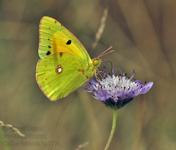 Žluťásek čilimníkový Colias crocea