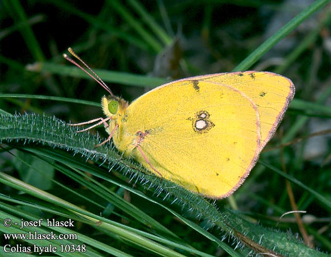 Colias hyale Pale Clouded Yellow Soufre Kéneslepke Goldene Acht Weißklee-Gelbling Szlaczkoń siarecznik Žltáčik ranostajový žluťásek čičořečkový Желтушка Гиала луговая Gul høsommerfugl Vaaleakeltaperhonen Gele luzernevlinder