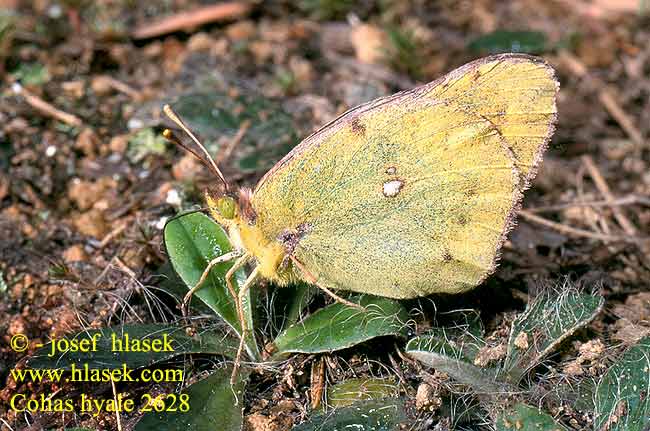 Colias hyale Žluťásek čičořečkový Желтушка Гиала луговая Gul høsommerfugl Vaaleakeltaperhonen Gele luzernevlinder Pale Clouded Yellow Soufre Kéneslepke Goldene Acht Weißklee-Gelbling Szlaczkoń siarecznik Žltáčik ranostajový