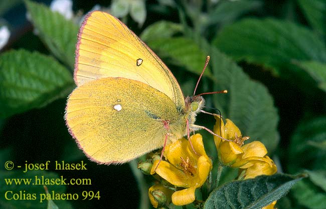 Colias palaeno Žluťásek borůvkový Желтушка торфяниковая