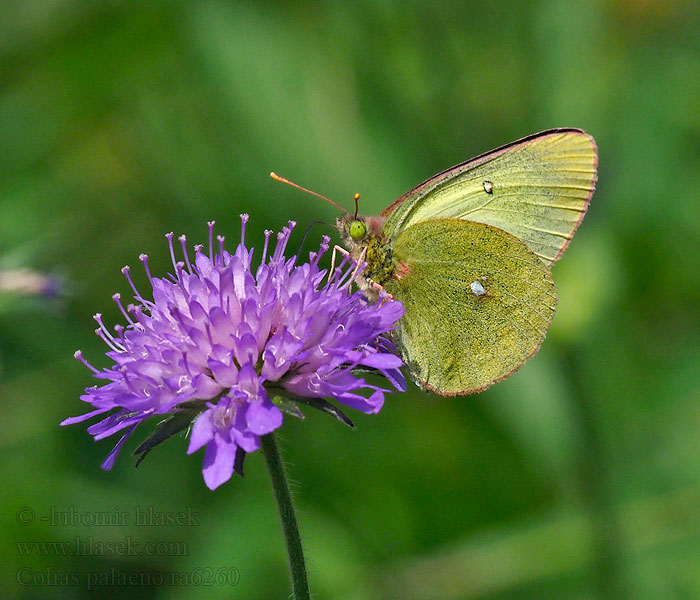 Colias palaeno